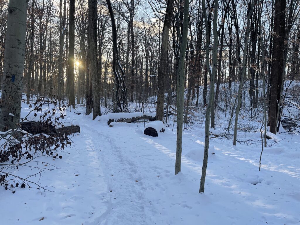 Sun through the wooded snow filled trail